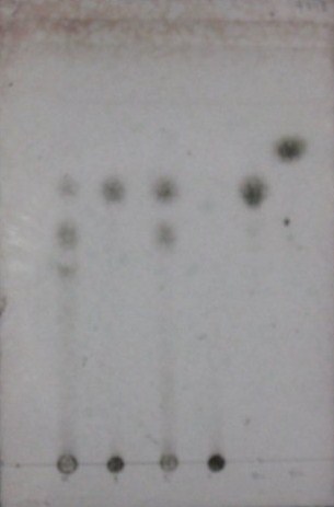 20110616実験3薄層板.jpg